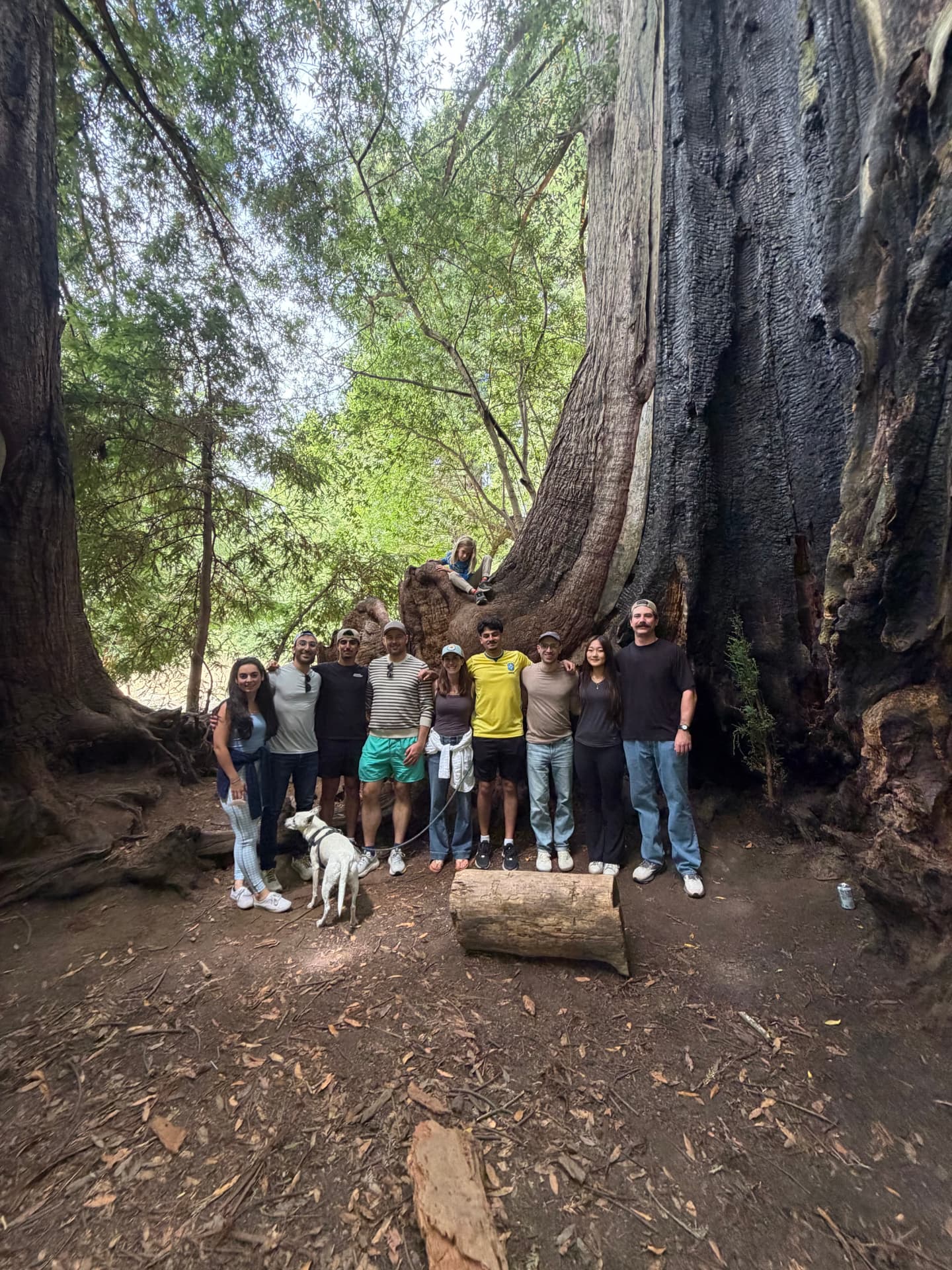 The Geom team together among redwood trees